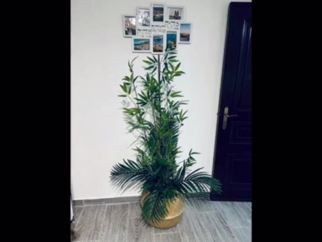 Casinha Da Palmeira Ναζαρέ Εξωτερικό φωτογραφία